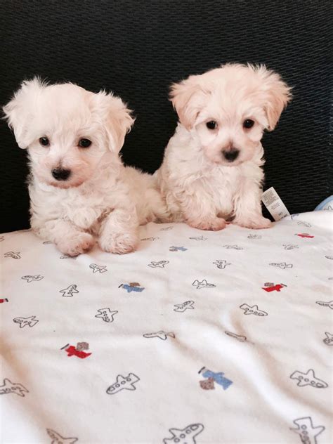 Mueller&39;s Woodville Kennels breeds and sells hypoallergenic puppies including Goldendoodles, Cock-a-poos and Havaton in Wisconsin, Illinois, and Minnesota. . Puppies for sale in wisconsin